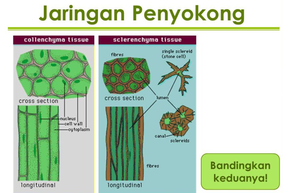 fungsi dan struktur jaringan penyokong pada tumbuhan 1