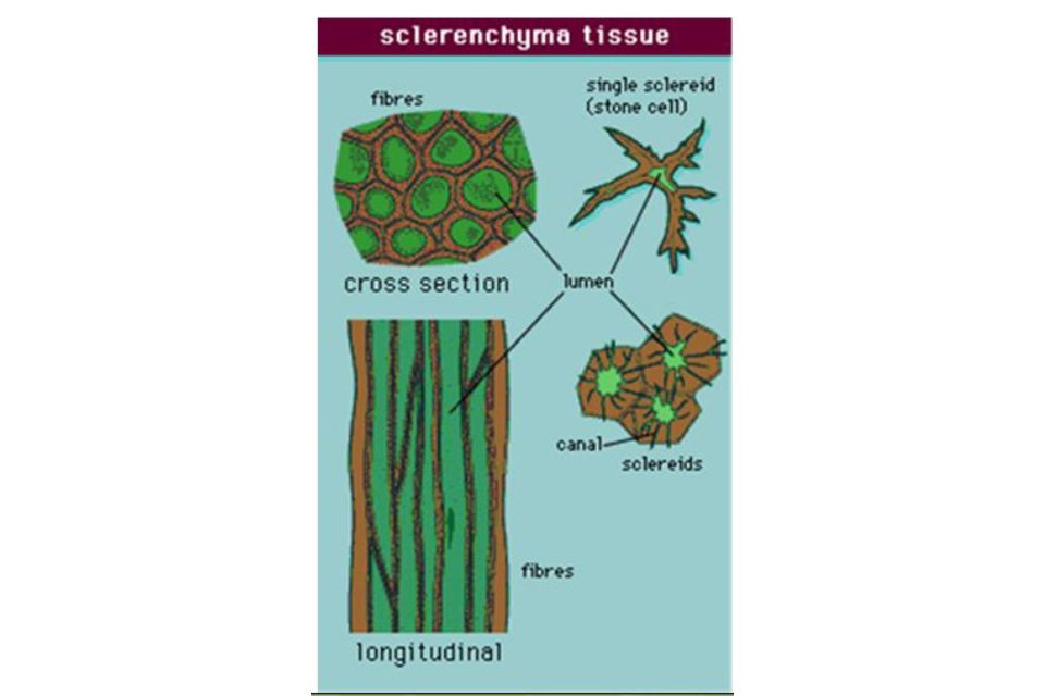 fungsi dan struktur jaringan penyokong pada tumbuhan 1