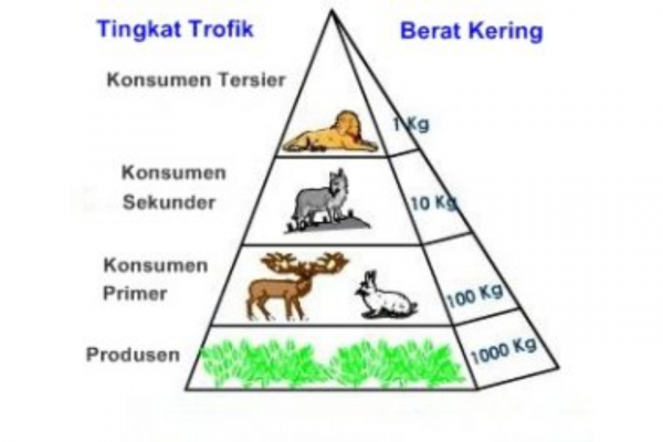 ﻿Pengertian Piramida Ekologi, Ciri-Ciri, Fungsi, Dan Contohnya – Blog ...