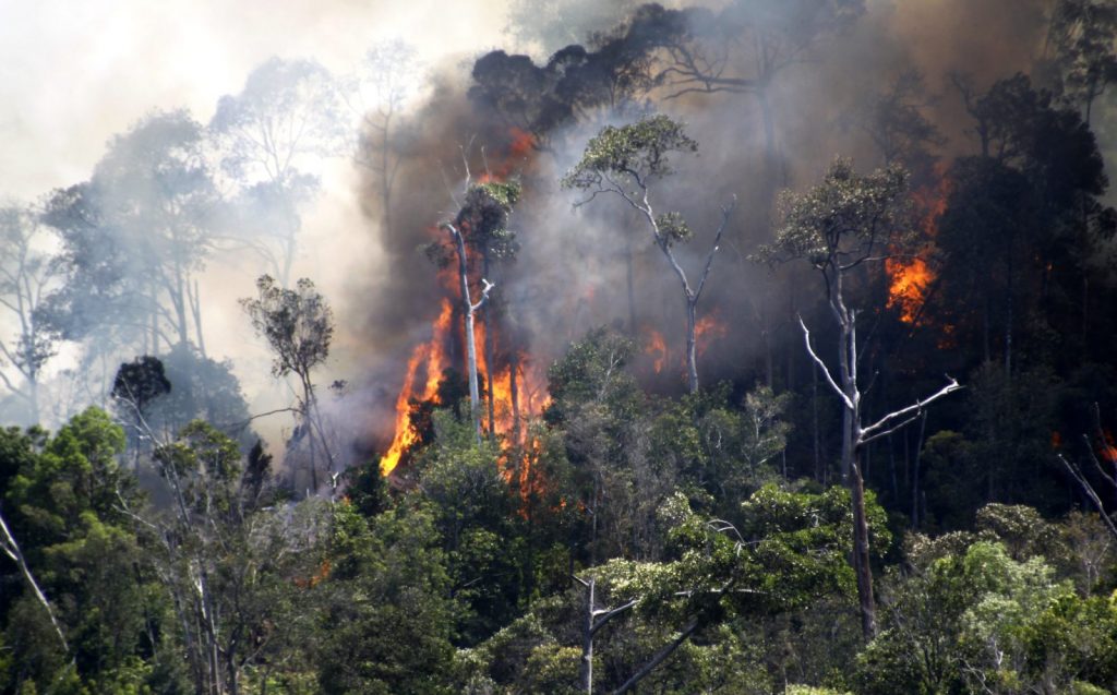 Contoh Artikel Kebakaran Hutan di Indonesia beserta Strukturnya Lengkap