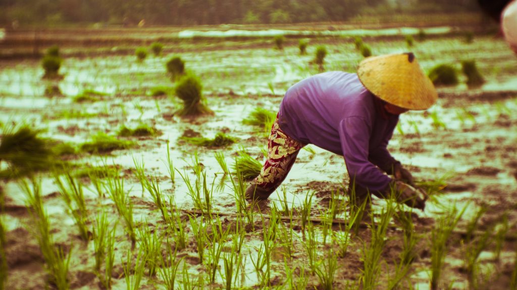 Contoh Kegiatan Agrikultur Bidang Pertanian di Indonesia