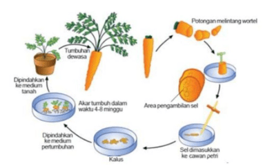 Contoh Soal 48