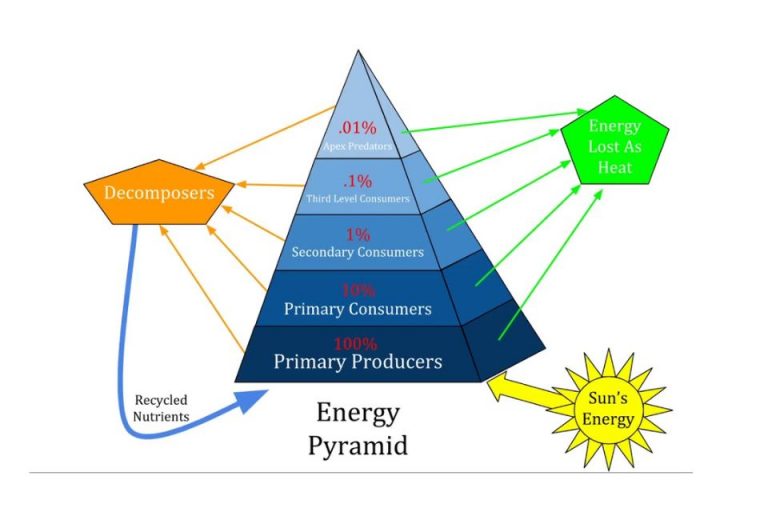 Macam-macam Piramida Ekologi Beserta Penjelasan Dan Gambarnya Lengkap ...