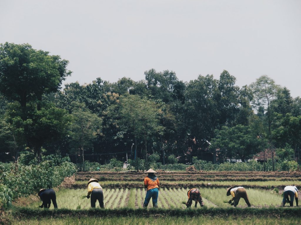 Ringkasan Potensi Agrikultur Singkat di Indonesia yang Wajib Diketahui