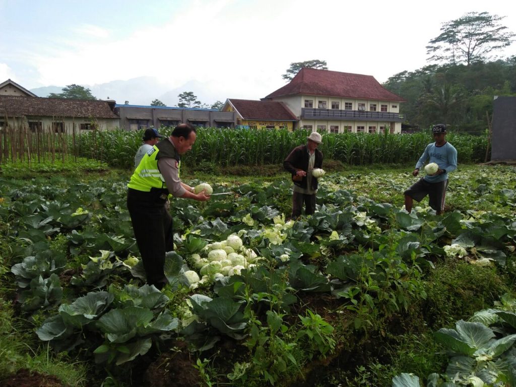 Contoh Kegiatan Agrikultur Bidang Pertanian di Indonesia penanaman sayur