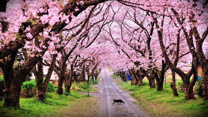 1. Taman Sakura
