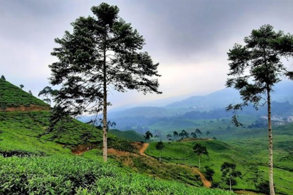 6 Tempat Wisata Kebun Teh Di Sekitar Puncak Bogor Dengan Pemandangan ...