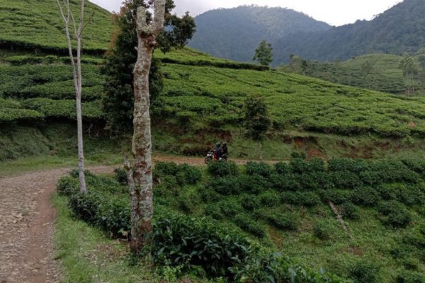 6 Tempat Wisata Kebun Teh Di Sekitar Puncak Bogor Dengan Pemandangan ...