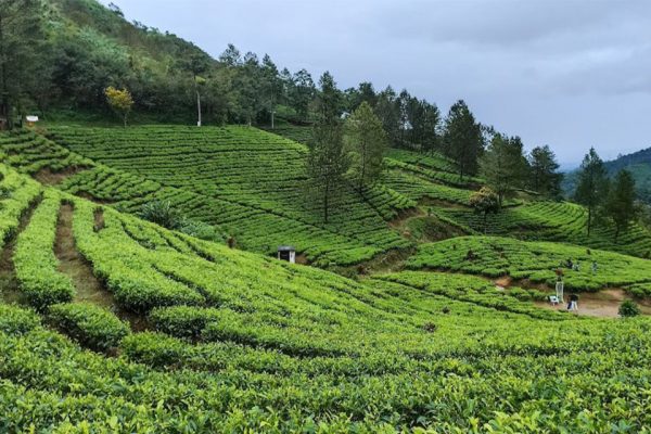 Tempat Wisata Kebun Teh Di Sekitar Puncak Bogor Dengan Pemandangan