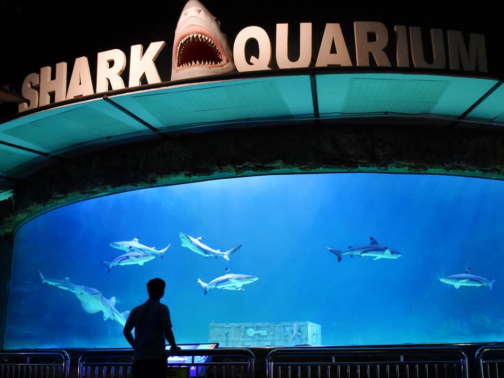 2. Shark Aquarium