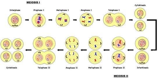 3. Gambar Pembelahan Mitosis dan Meiosis Beserta Keterangannya yang Benar 2