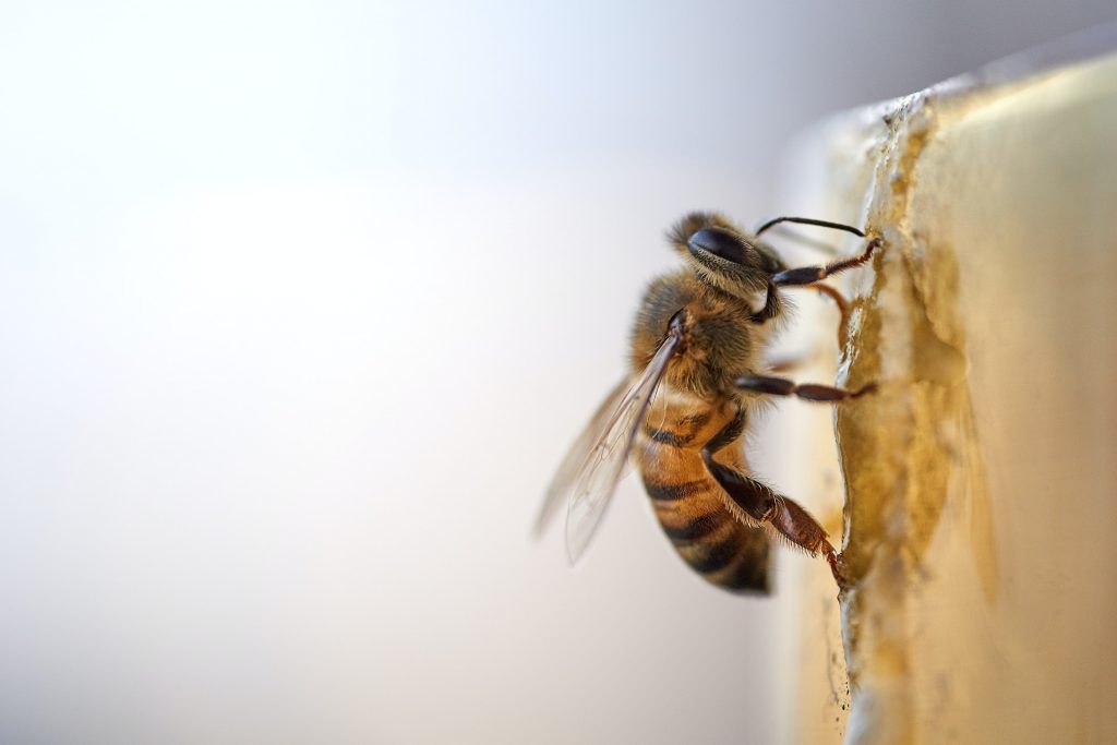 Contoh-contoh Hewan Invertebrata yang Bergerak Menggunakan Sayap dan Gambarnya