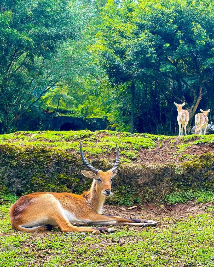 Rusa di Taman Safari Bogor yang menjadi rekomendasi wisata alam Bogor