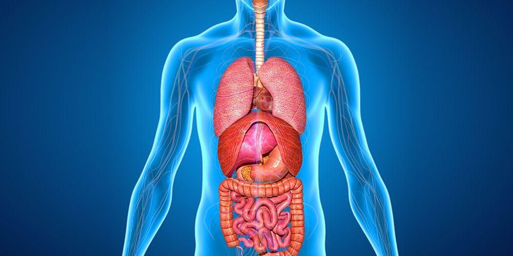 Apa yang Dimaksud dengan Sistem Ekskresi ? Pengertian, Fungsi, Organ, dan Cara Kerja