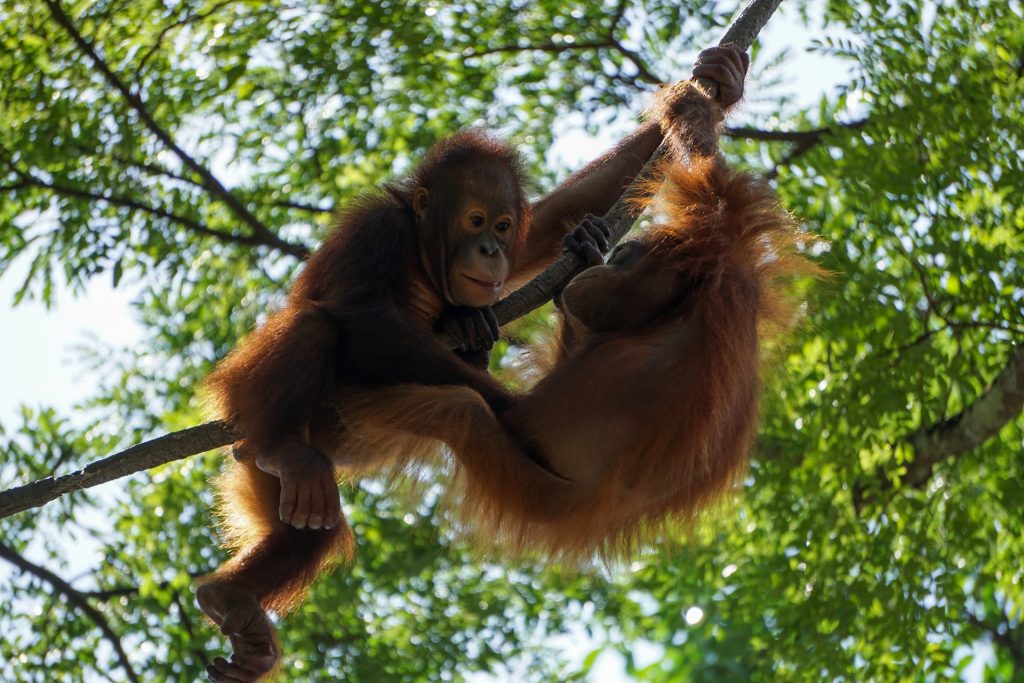 10 Flora dan Fauna Khas Asia beserta Gambarnya