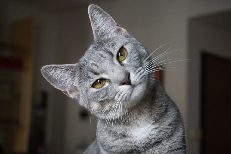 Contoh Teks Laporan Hasil Observasi tentang Kucing beserta Strukturnya