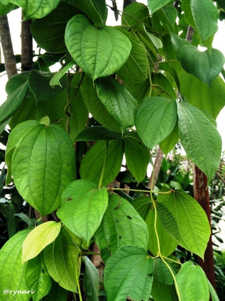 Daun gadung sebagai contoh daun melengkung