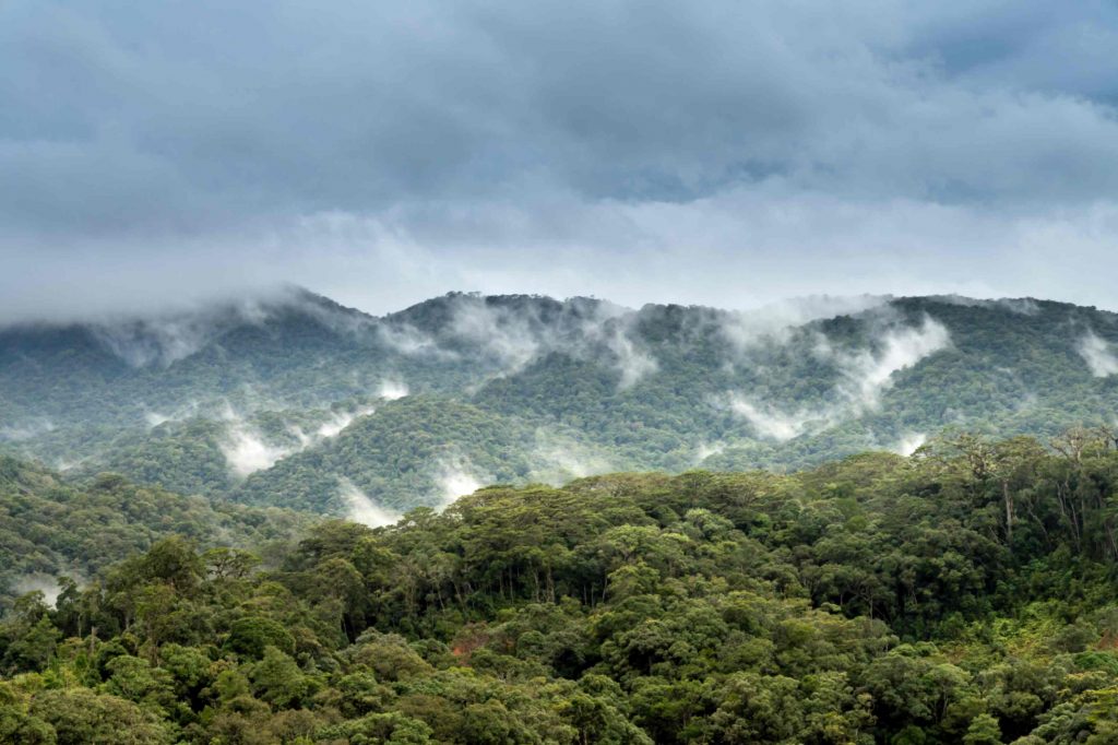 Ekosistem hutan hujan tropis termasuk dalam macam macam ekosistem darat