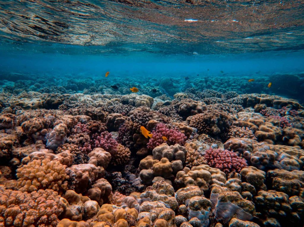 Ekosistem terumbu karang termasuk dalam macam macam ekosistem perairan