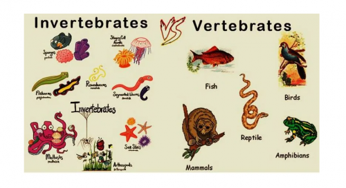 16 Klasifikasi Hewan Invertebrata Dan Vertebrata Beserta Contohnya ...