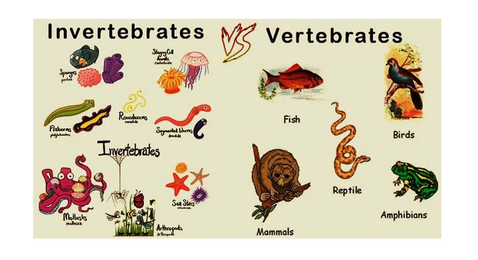 Klasifikasi Hewan Invertebrata Dan Vertebrata Beserta Contohnya Blog Mamikos