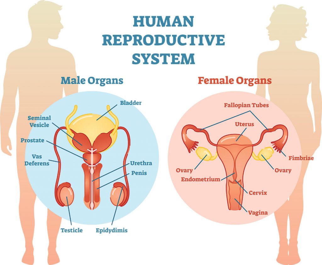 Jenis-jenis Penyakit yang Menyerang Sistem Reproduksi Manusia