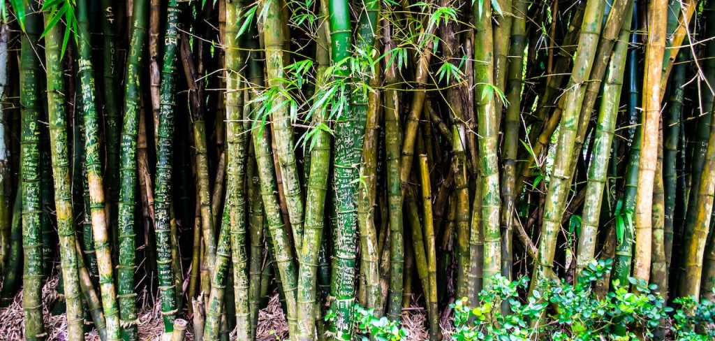10. Bambu