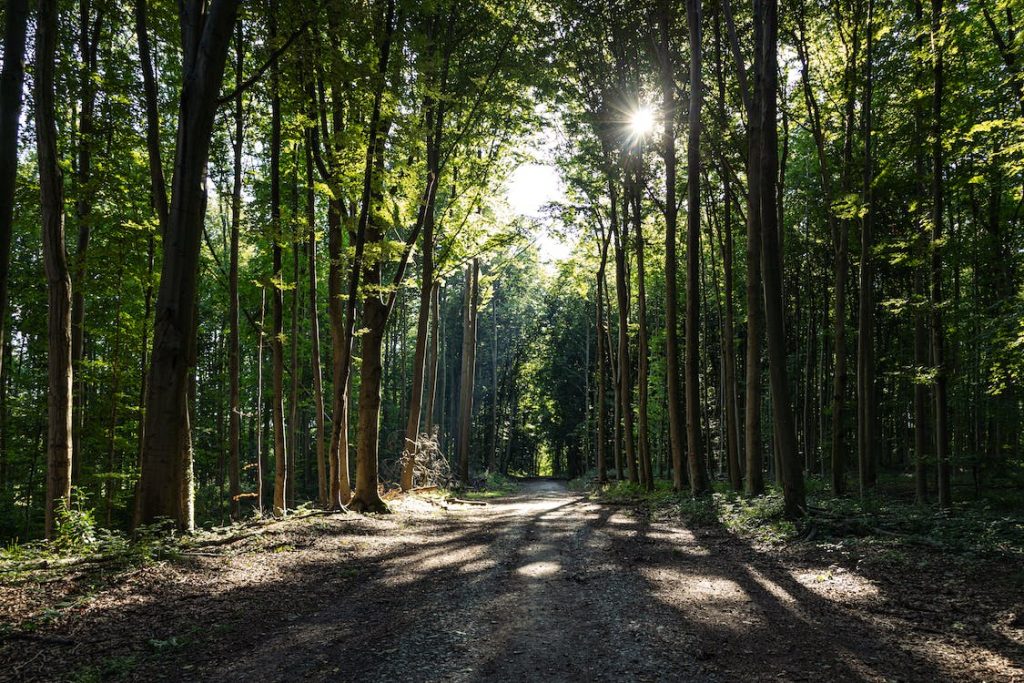 Manfaat Hutan Bagi Kehidupan Manusia, Hewan, dan Tumbuhan