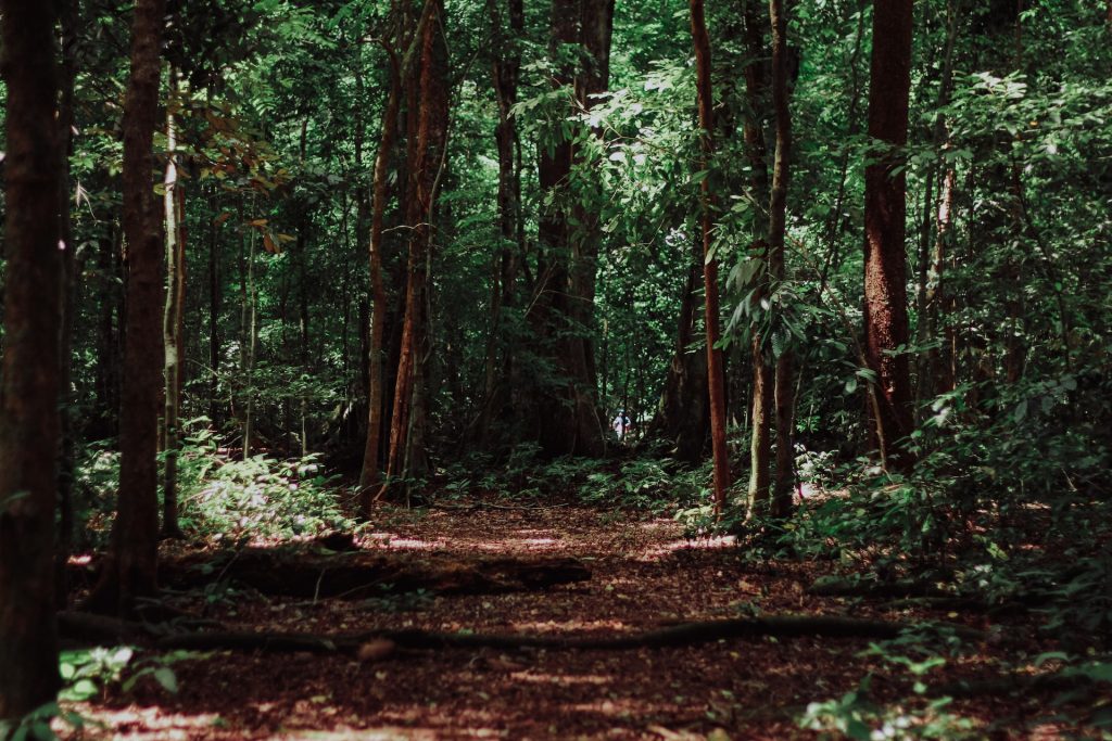 Manfaat Hutan Bagi Kehidupan Manusia, Hewan, dan Tumbuhan