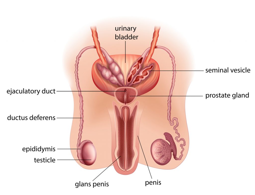 Ringkasan materi sistem reproduksi pada manusia SMP kelas 9 untuk organ reproduksi pria