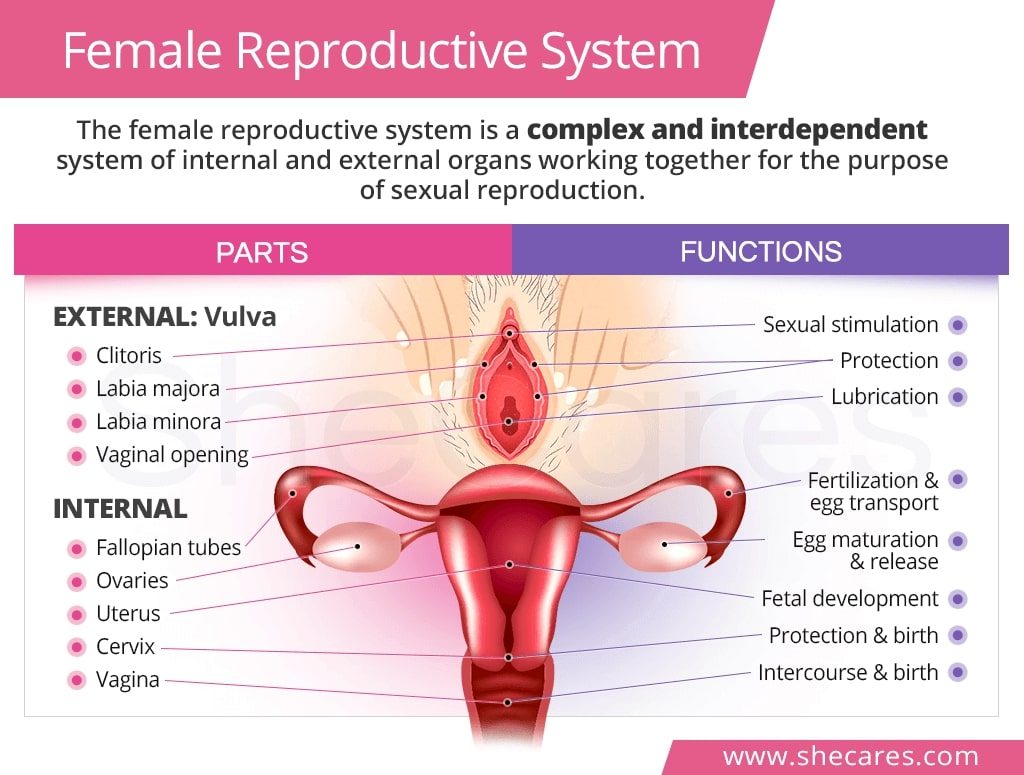 Ringkasan materi sistem reproduksi pada manusia SMP kelas 9 untuk organ reproduksi wanita