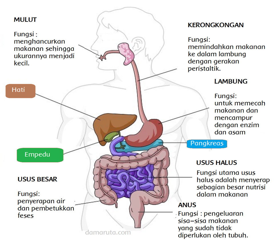 Rangkuman Sistem Pencernaan Manusia Beserta Fungsi Dan Gambar Materi Kelas 11 SMA ﻿