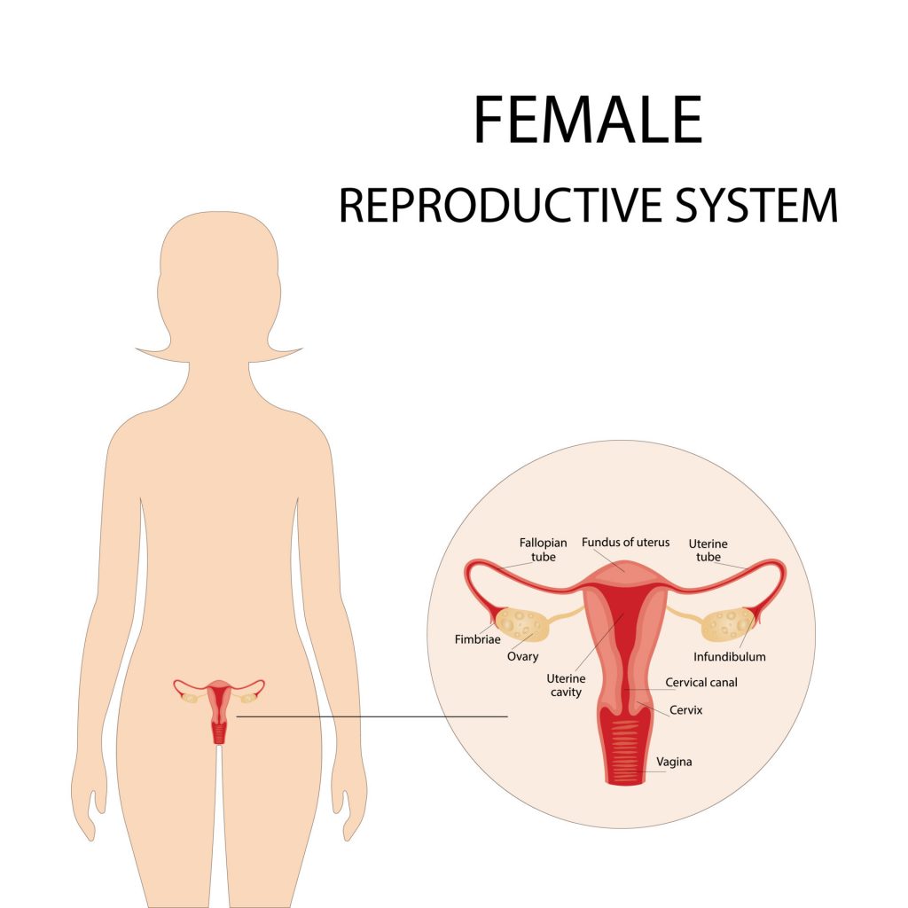 Sistem Reproduksi Wanita﻿
