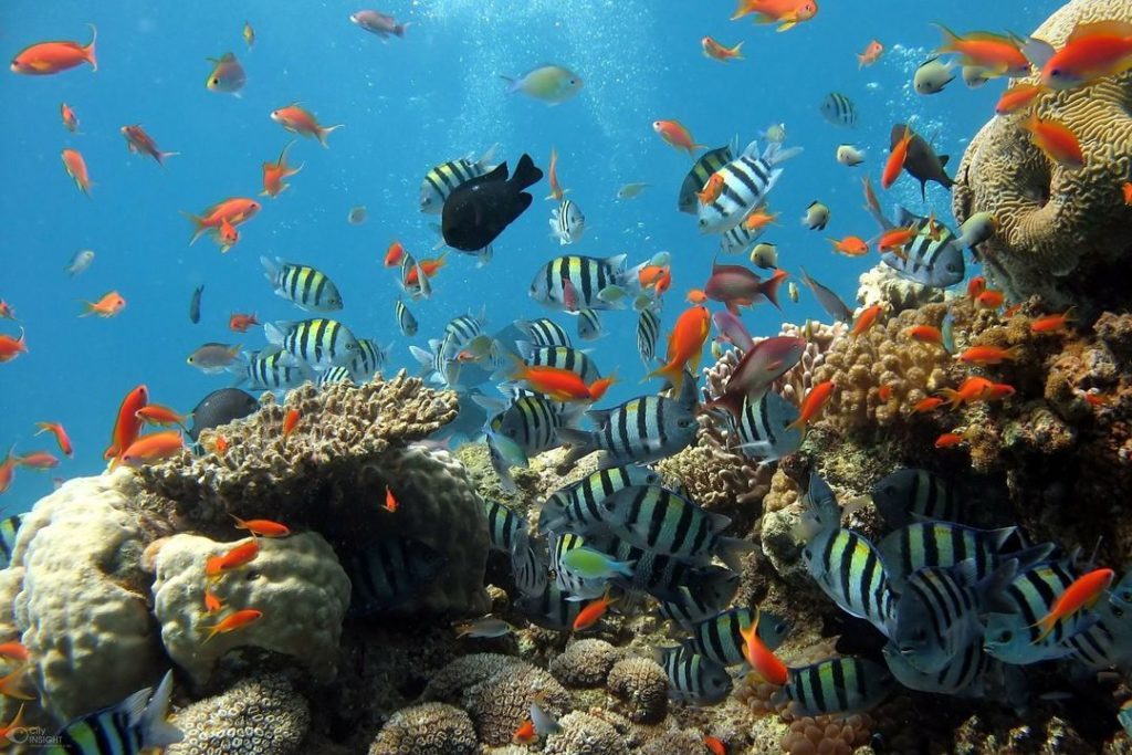 Contoh Ekosistem Air Laut Beserta Ciri-ciri dan Gambarnya Lengkap