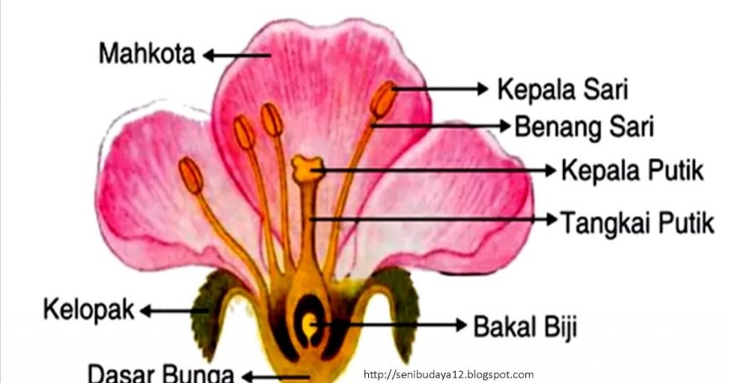 3 Fungsi Benang Sari Pada Bunga Beserta Gambar dan Bagian-Bagiannya