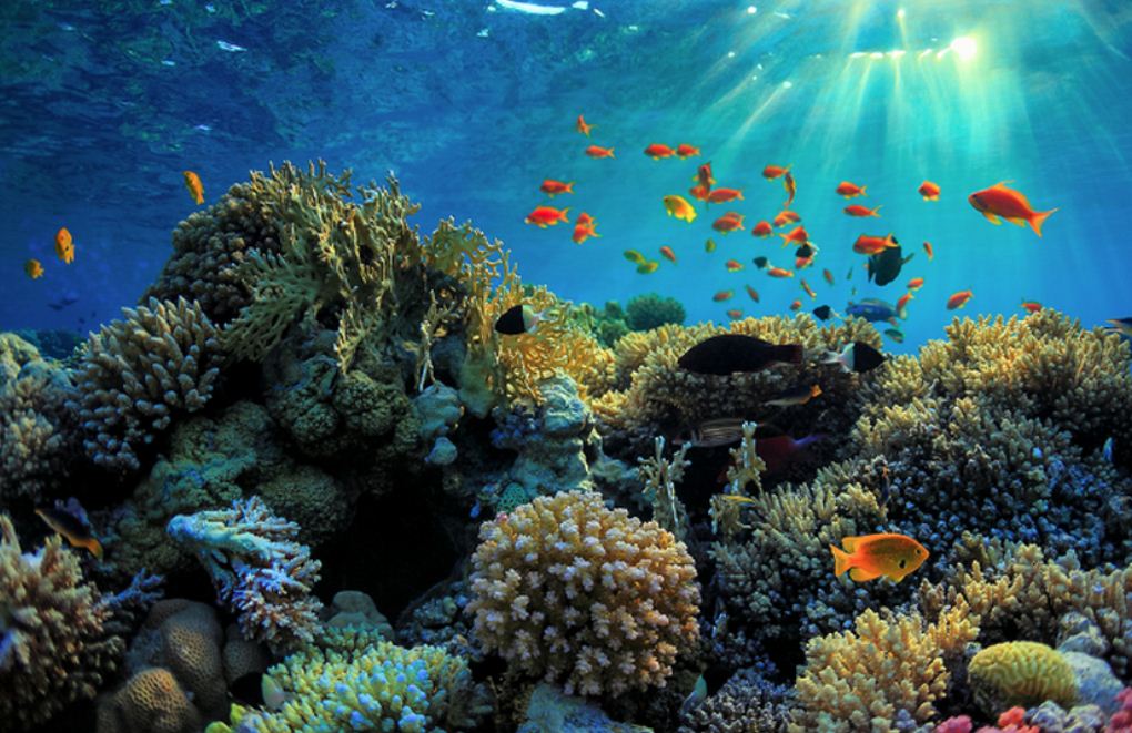 Contoh Ekosistem Air Laut Beserta Ciri-ciri dan Gambarnya Lengkap