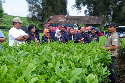 50 Contoh Judul Skripsi Agribisnis Yang Mudah Berbagai Tema Menarik ...