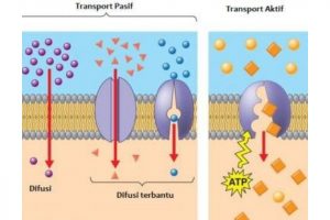 Ringkasan Materi Biologi Transpor Membran SMA Kelas 11 Dan ...