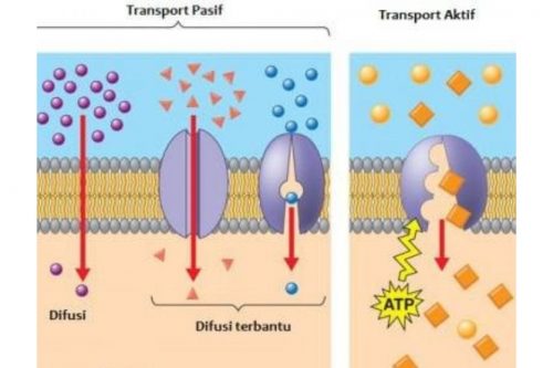 Ringkasan Materi Biologi Transpor Membran Sma Kelas 11 Dan Penjelasannya Blog Mamikos 