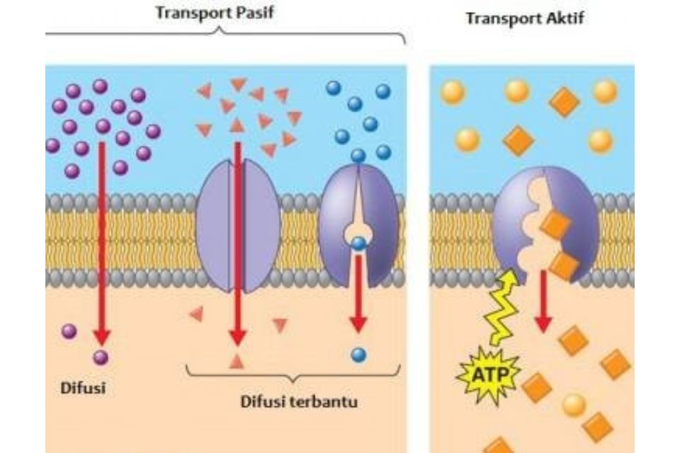 ringkasan materi biologi transpor membran sma kelas 11