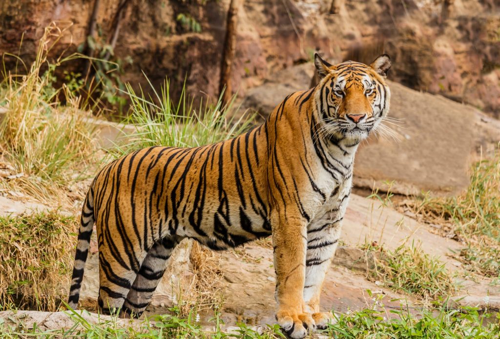 Persebaran Flora dan Fauna di Indonesia beserta Ciri-cirinya