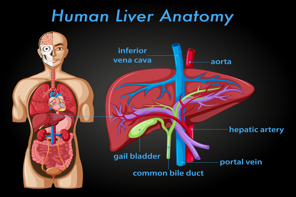 Rangkuman Materi Sistem Pencernaan Manusia, Organ, Fungsi, dan Gambarnya