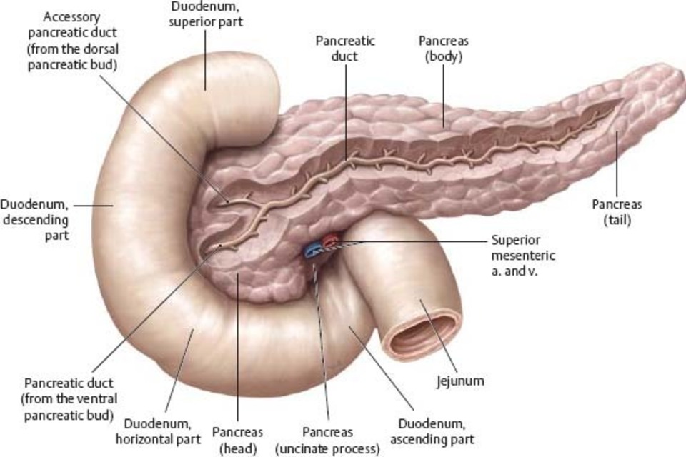 Rangkuman Materi Sistem Pencernaan Manusia, Organ, Fungsi, dan Gambarnya