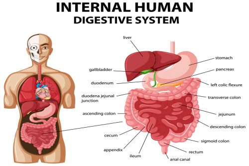 Rangkuman Materi Sistem Pencernaan Manusia Organ Fungsi Dan Gambarnya Blog Mamikos 7001