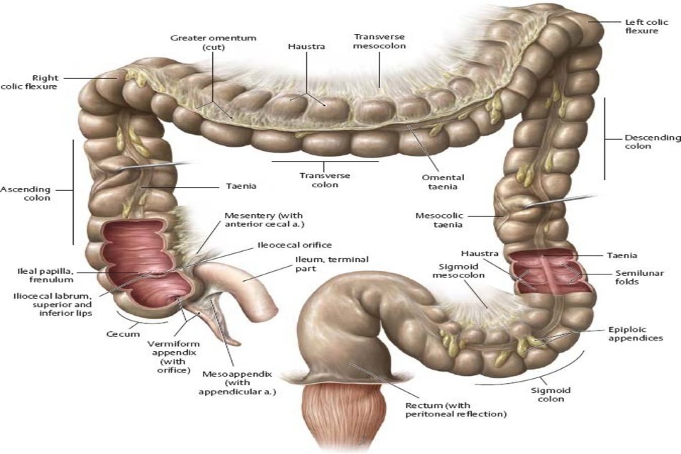 Rangkuman Materi Sistem Pencernaan Manusia, Organ, Fungsi, dan Gambarnya