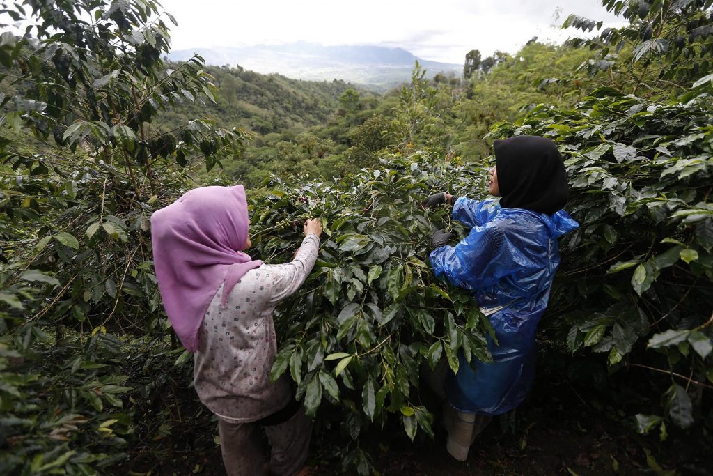 cara penyebaran biji padi kopi dan kelapa