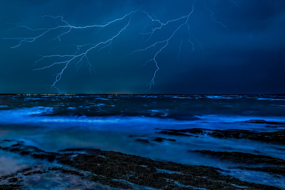 50 Contoh Kalimat Bioluminescence dalam Bahasa Indonesia yang Tepat