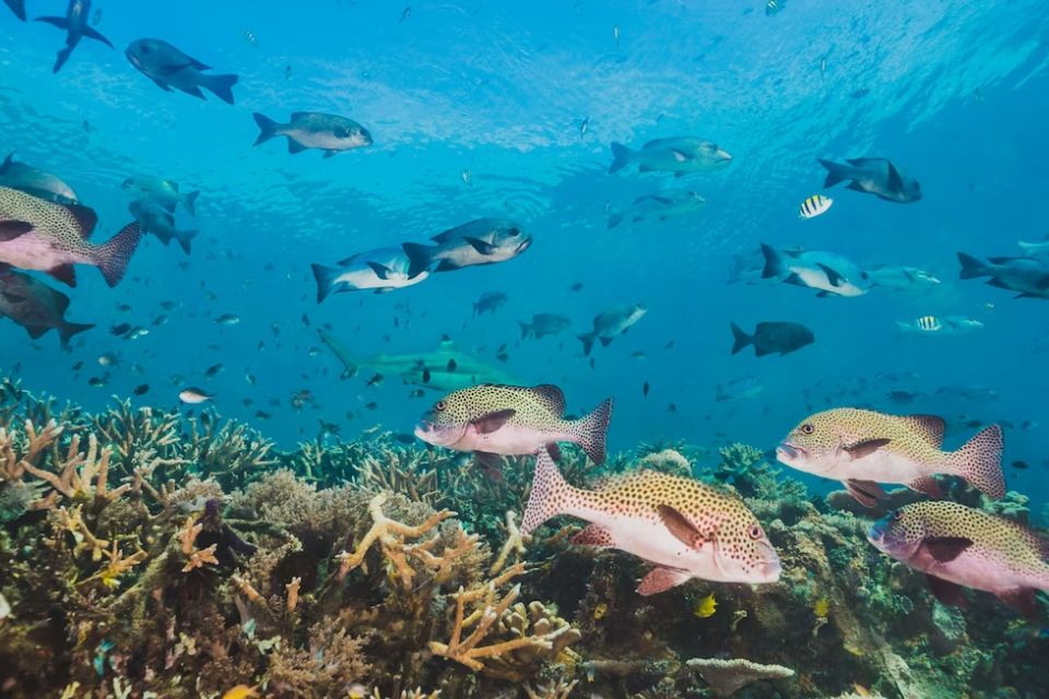 Jenis Ekosistem Laut Beserta Ciri-ciri, Gambar, dan Penjelasannya