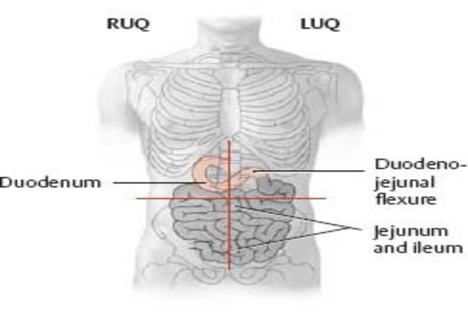 Rangkuman Materi Sistem Pencernaan Manusia, Organ, Fungsi, dan Gambarnya