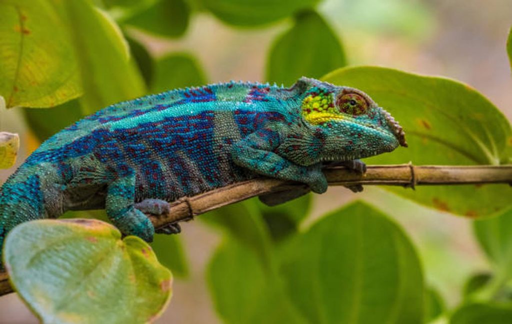 contoh hewan reptil bunglon